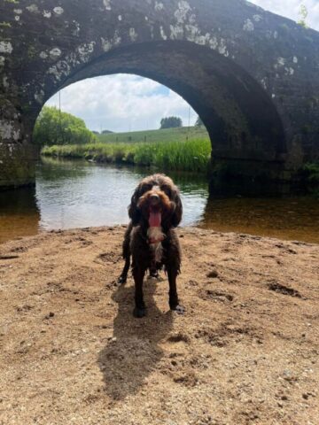 Dog enjoying river on Dartmoor