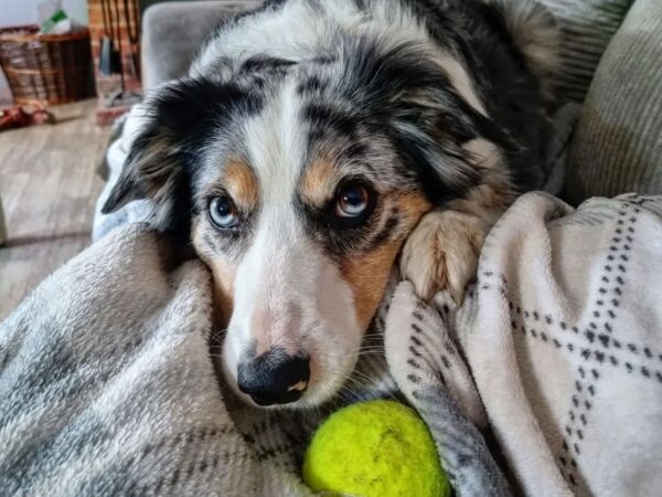 Dog resting on sofa