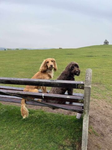 Dogs enjoying view to the Pimple